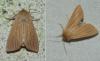 Mythimna pallens
